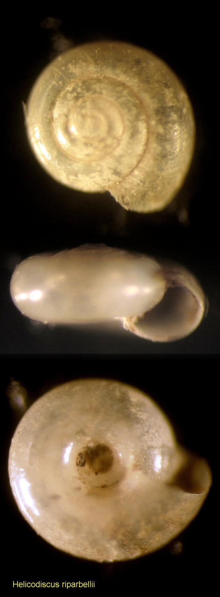 Helicodiscus (Hebetodiscus) riparbellii Giusti, 1976